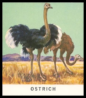 32 Ostrich